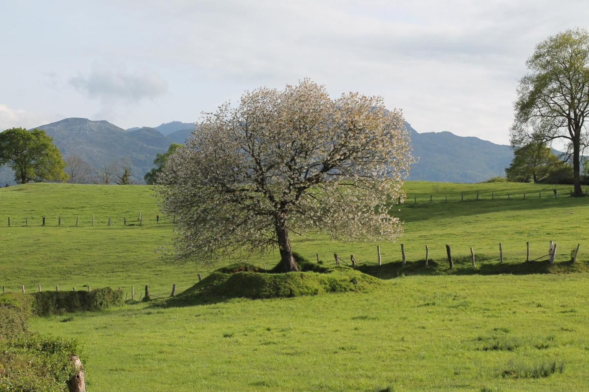 Casa De Aldea Monga 9 En Nava, Asturias 빌라 외부 사진